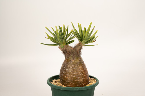 Pachypodium Gracilius パキポディウム グラキリス | Cactus Green