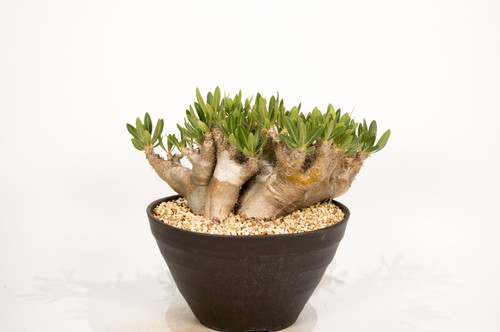 塊根植物　ブレビカレックス Pachypodium densiflorum var. brevicalyx ブレビカリックス