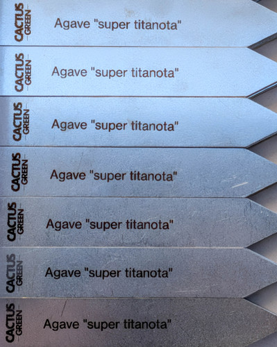 Agave ”super titanota” S size | Cactus Green