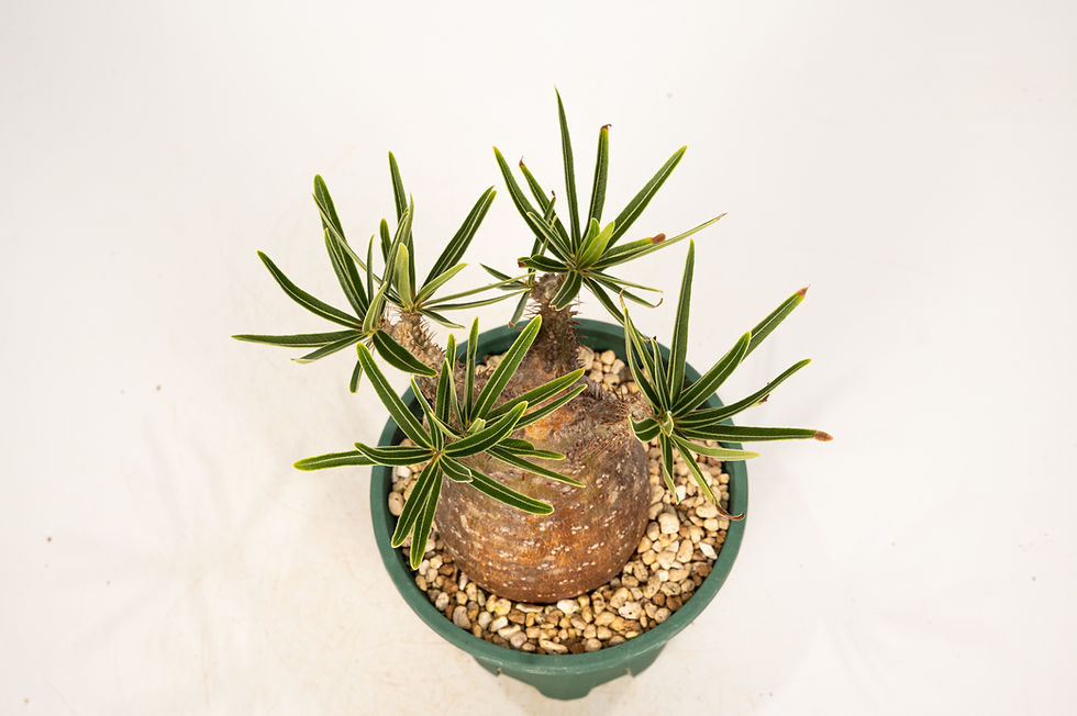 サムネイル： Pachypodium Gracilius パキポディウム グラキリス