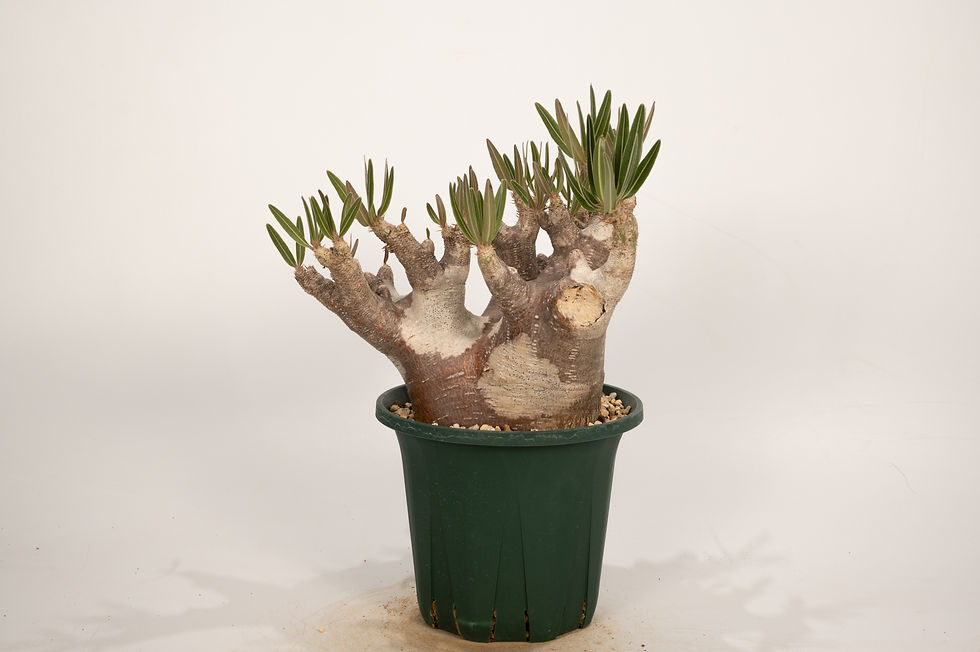 サムネイル： Pachypodium rosulatum var. inopinatum　イノピナツム