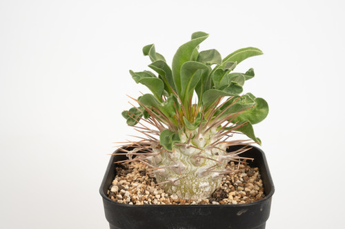 Pachypodium namaquanum パキポディウム 光堂 | Cactus Green