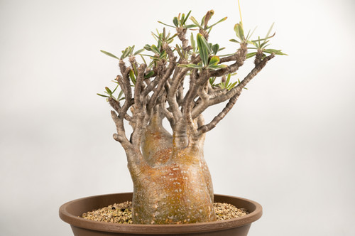 Pachypodium Gracilius パキポディウム グラキリス | Cactus Green