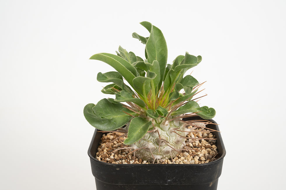 サムネイル： Pachypodium namaquanum　パキポディウム　光堂