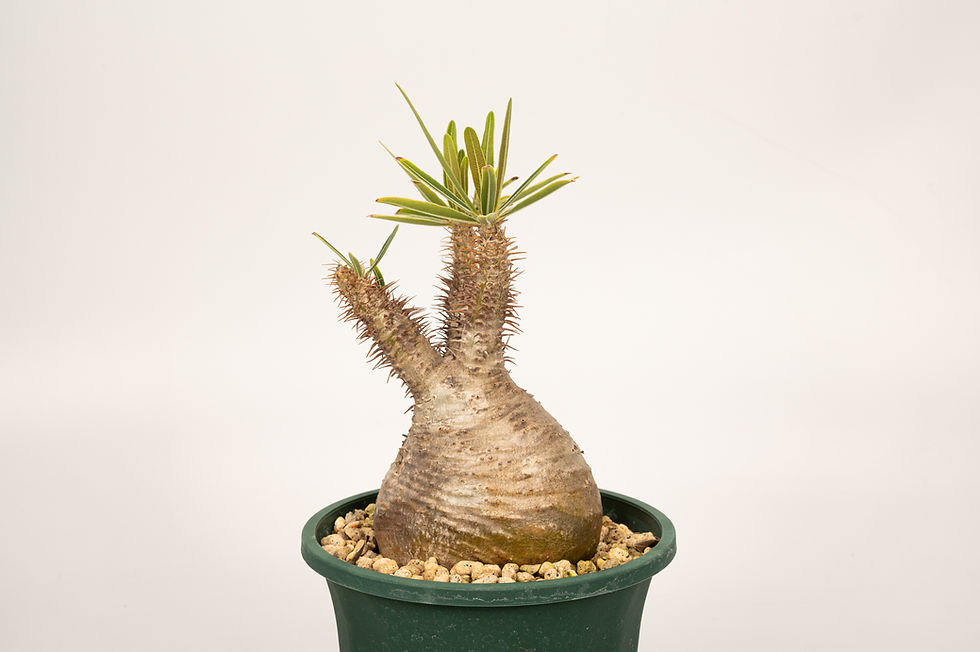 サムネイル： Pachypodium Gracilius パキポディウム グラキリス