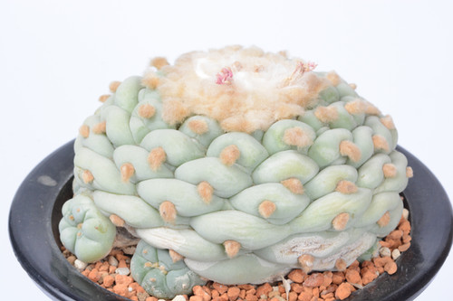 特良谷田貝大疣銀冠玉 | Cactus Green