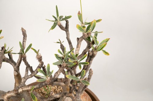 Pachypodium Gracilius パキポディウム グラキリス | Cactus Green