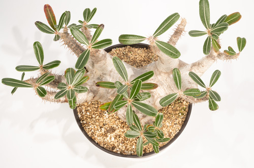 Pachypodium rosulatum var. cactipes パキポディウム カクチペス