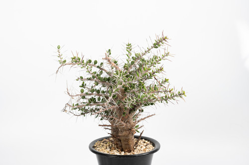 Alluaudia comosa アローディア コモサ | Cactus Green
