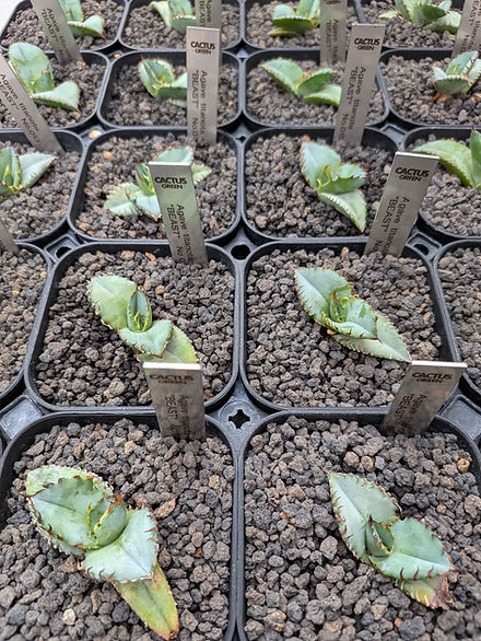 Agave titanota 