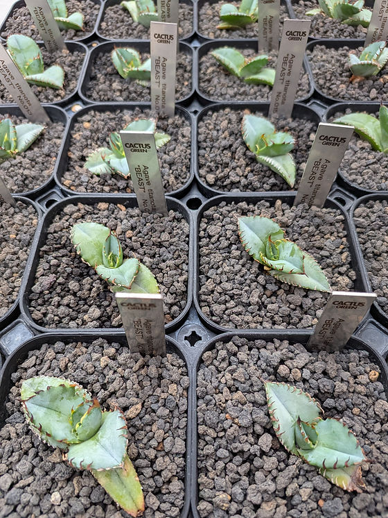 Agave titanota 
