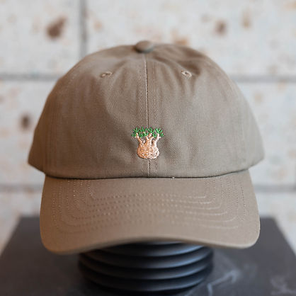 ブラックフライデーセール 現品販売 カクタスグリーン 鉢ごと タグ付き ブラックフライデーセール 現品販売 カクタスグリーン 鉢ごと タグ付き