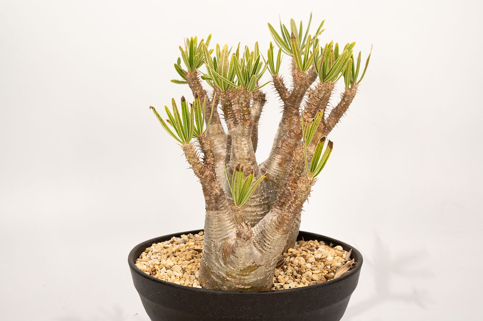 サムネイル： Pachypodium Gracilius パキポディウム グラキリス