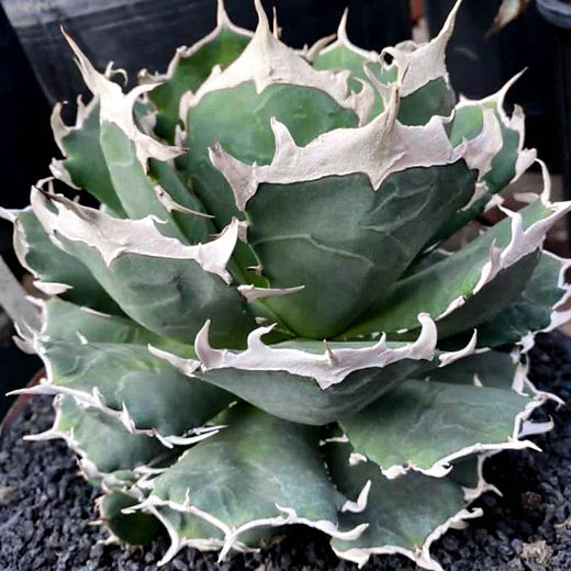 AGAVE | CACTUS GREEN［カクタスグリーン］ | 日本