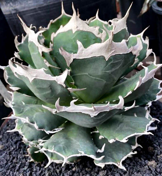 Agave titanota 