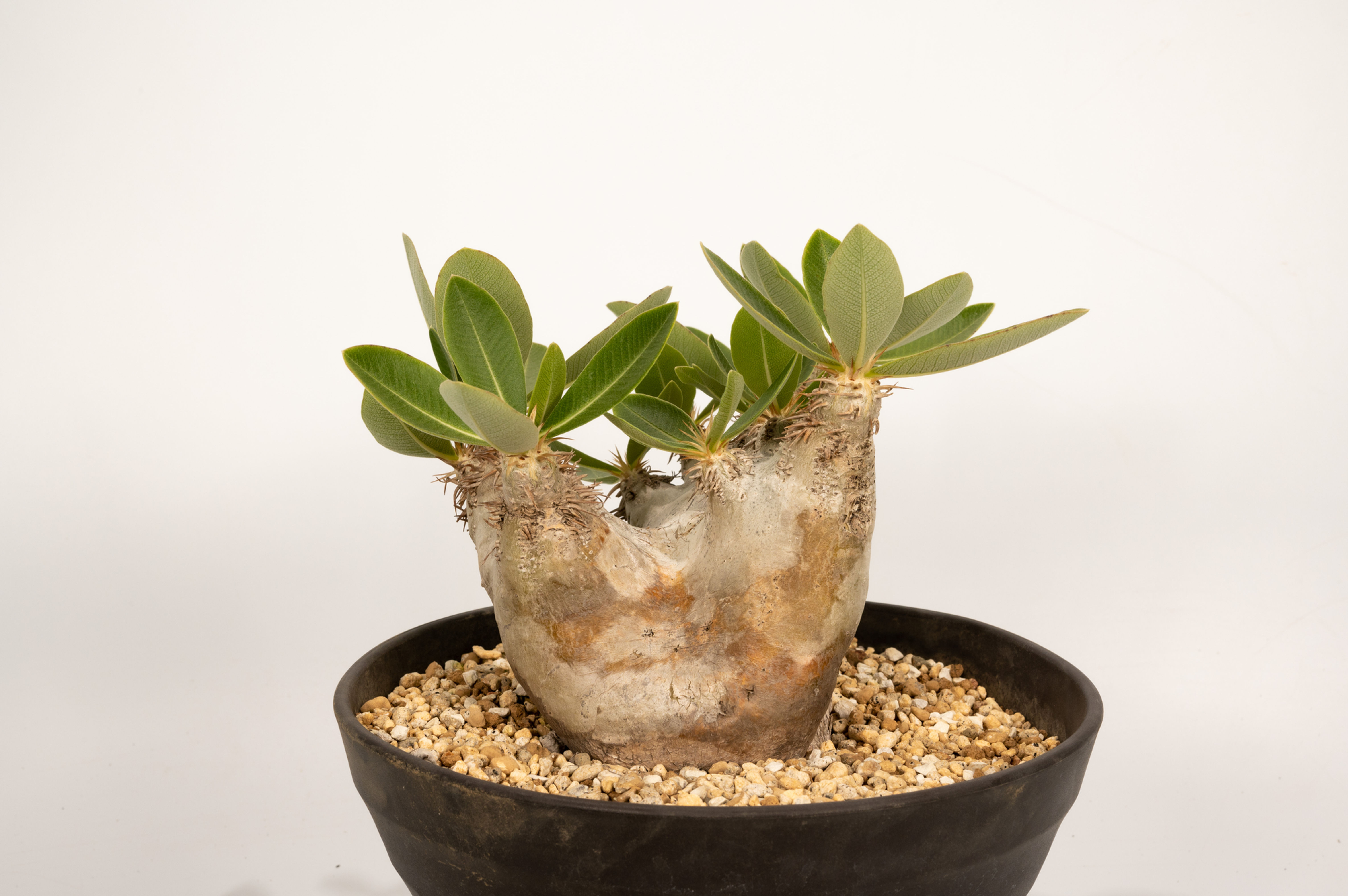 Pachypodium rosulatum var. eburneum　エブレネウム