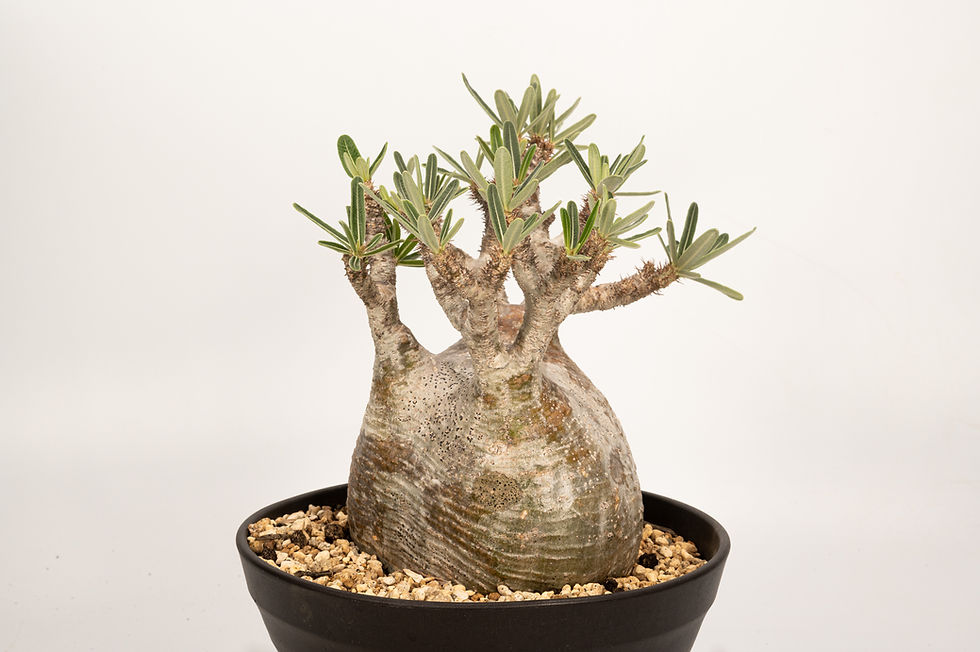 サムネイル： Pachypodium Gracilius パキポディウム グラキリス