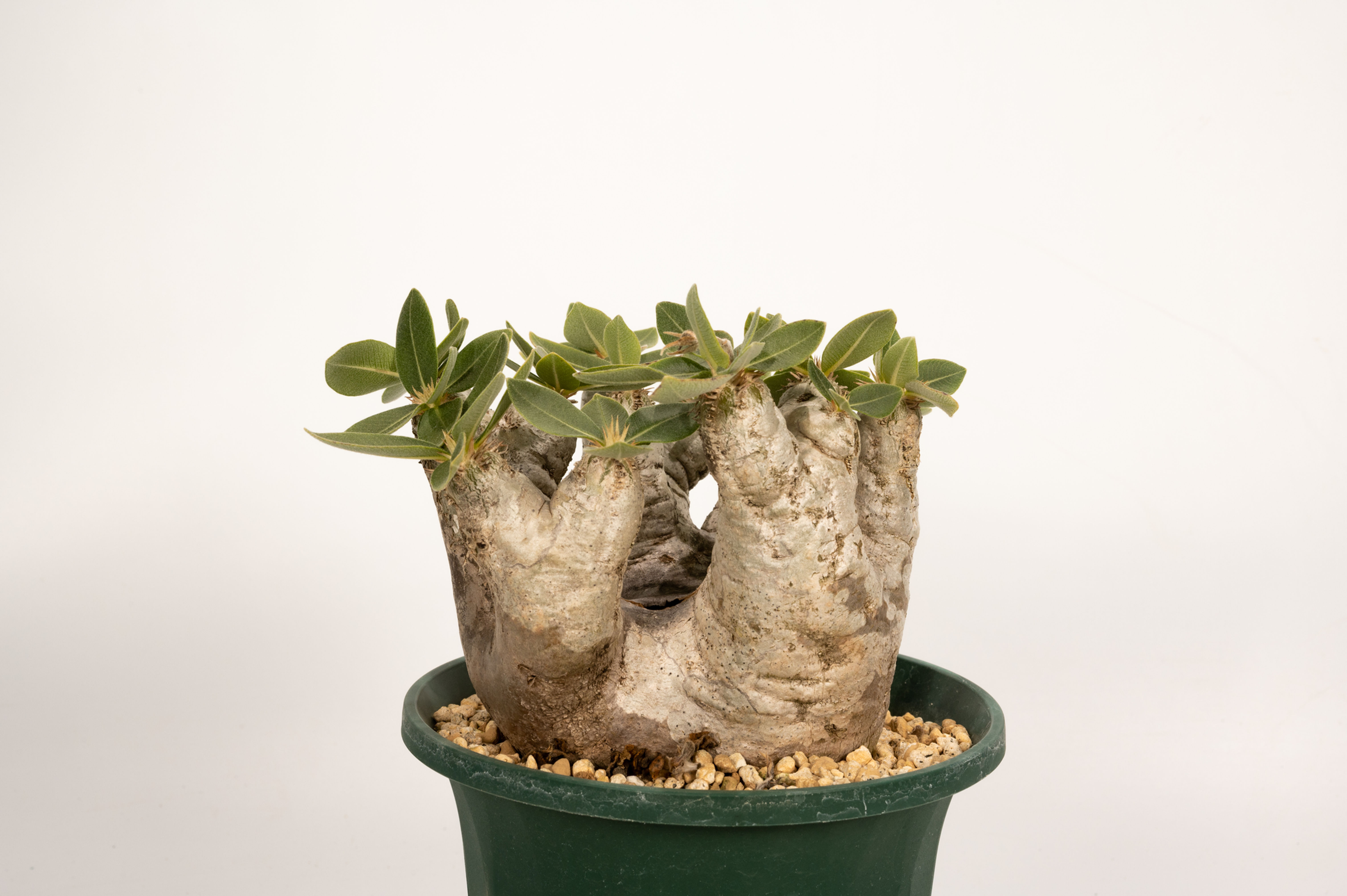 Pachypodium rosulatum var. eburneum　エブレネウム