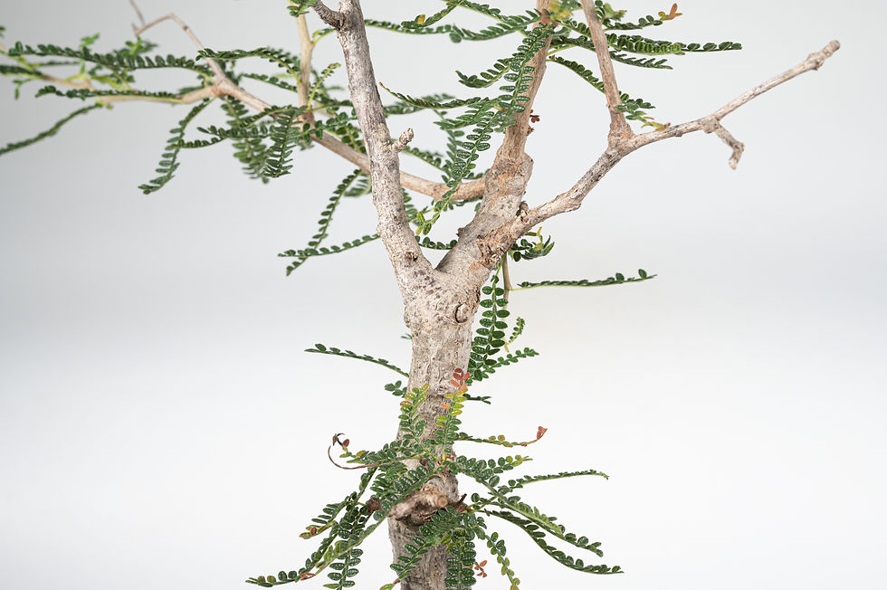 サムネイル： Operculicarya hyphaenoides　オペルクリカリア　ヒファエノイデス