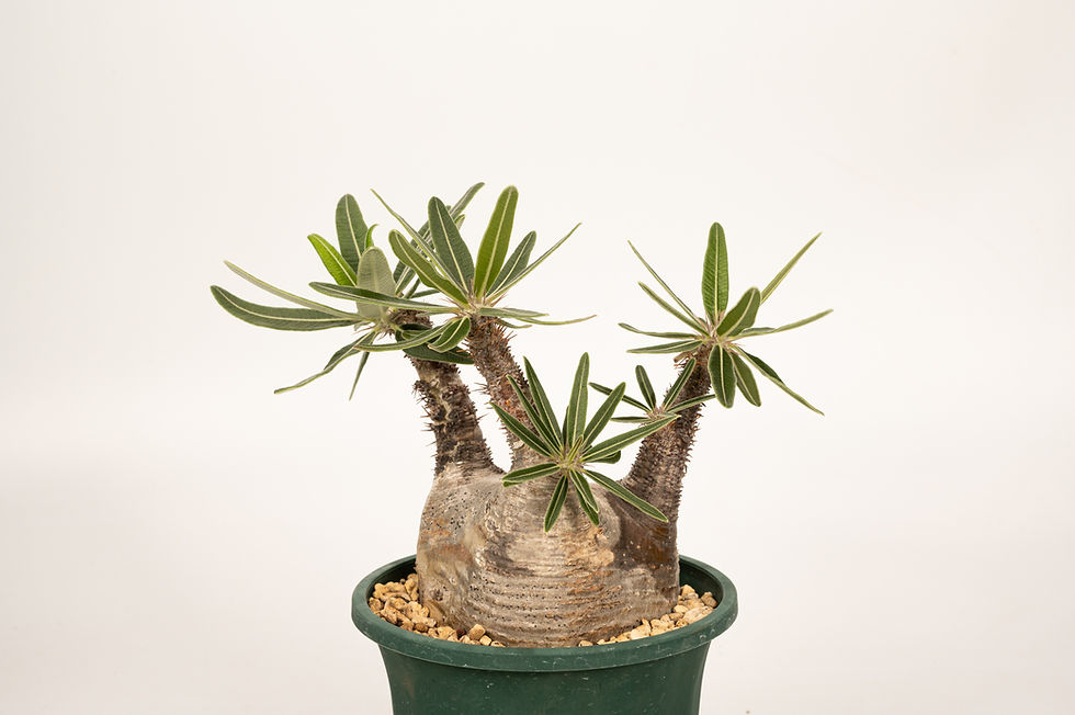 サムネイル： Pachypodium Gracilius パキポディウム グラキリス