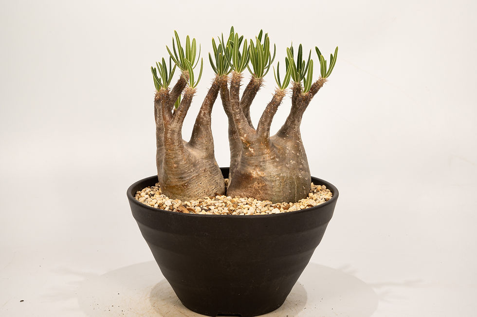 サムネイル： Pachypodium Gracilius パキポディウム グラキリス