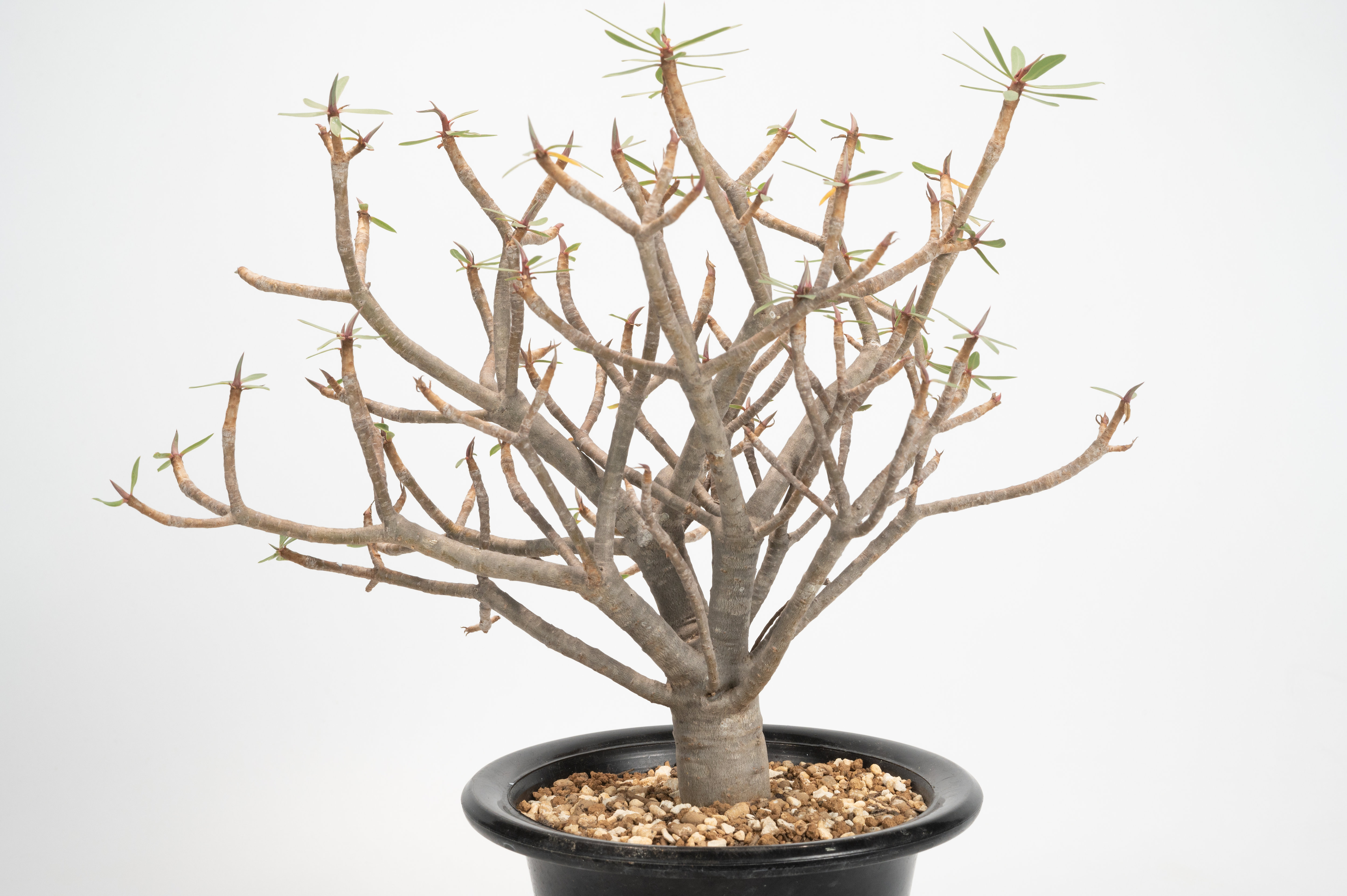ユーフォルビア バルサミフェラ Euphorbia 美株