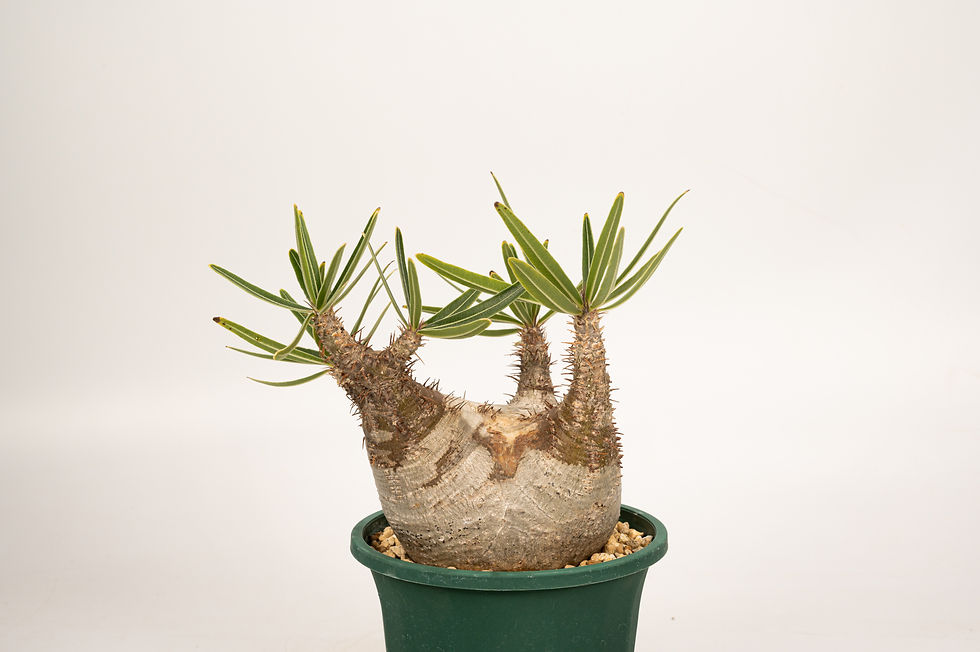 サムネイル： Pachypodium Gracilius パキポディウム グラキリス