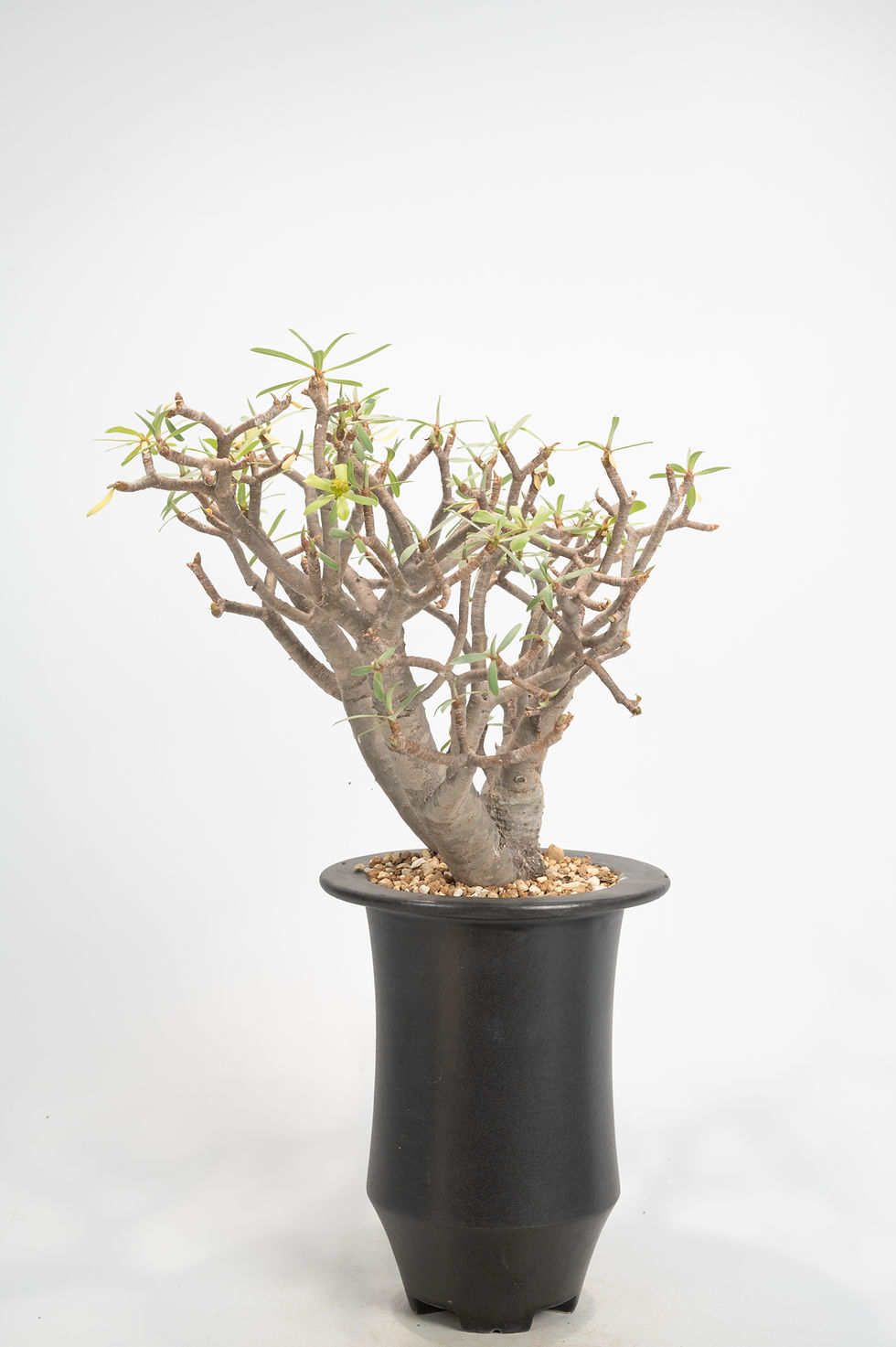 サムネイル： Euphorbia balsamifera　ユーフォルビア　バルサミフェラ