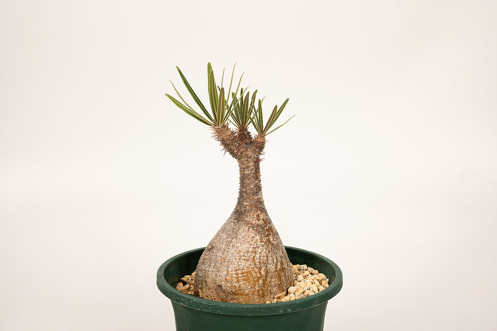 サムネイル： Pachypodium Gracilius パキポディウム グラキリス