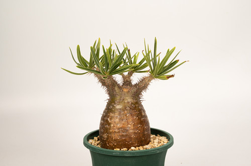 Pachypodium Gracilius パキポディウム グラキリス | Cactus Green