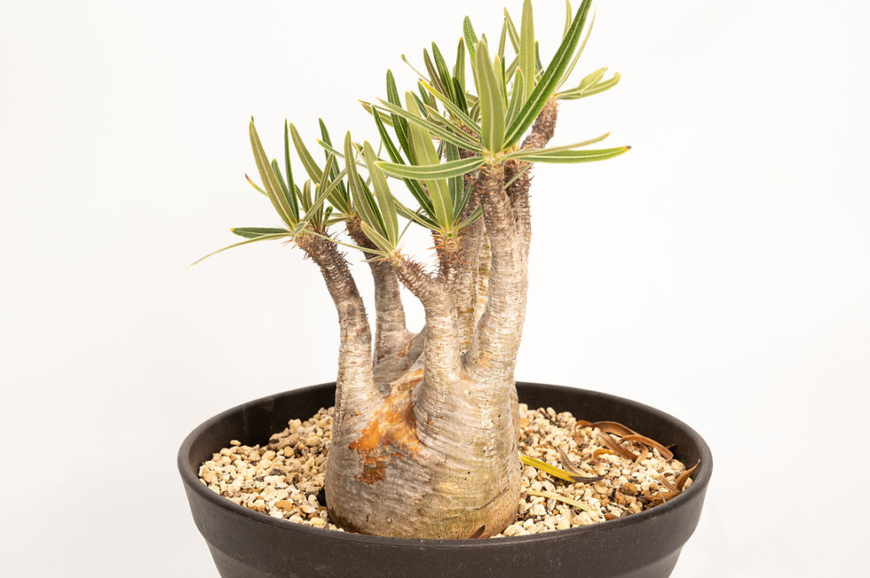 サムネイル： Pachypodium Gracilius パキポディウム グラキリス
