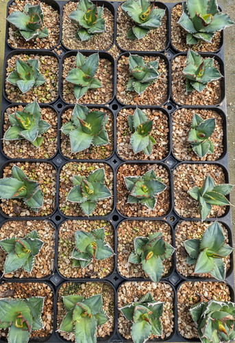 Agave titanota 
