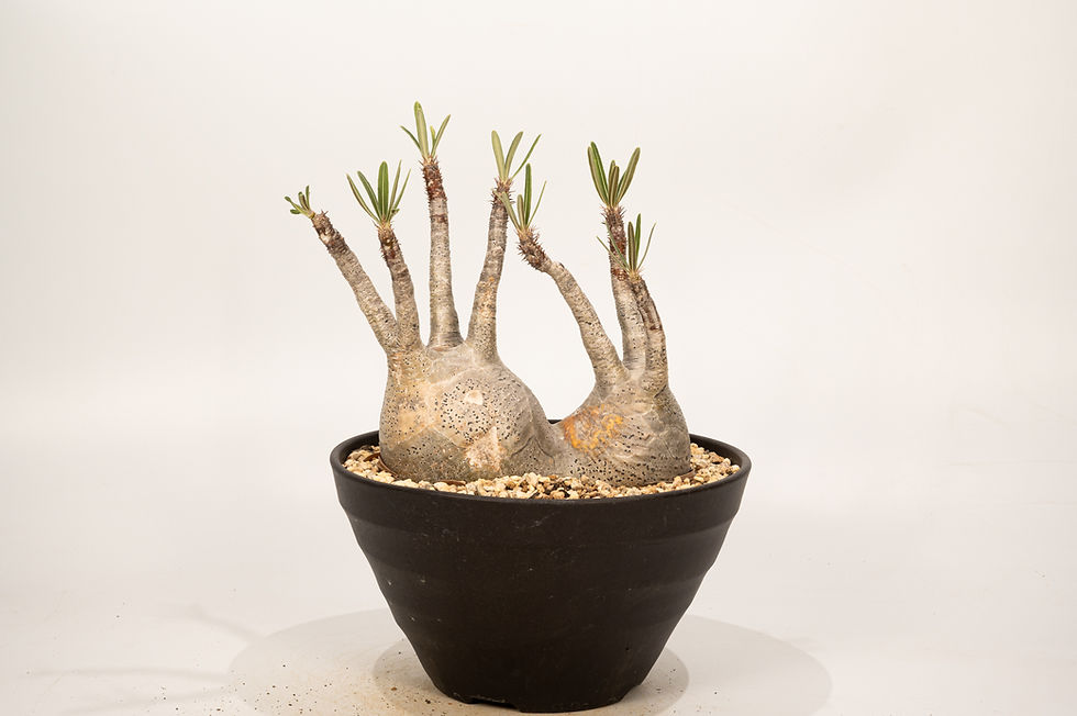 サムネイル： Pachypodium Gracilius パキポディウム グラキリス