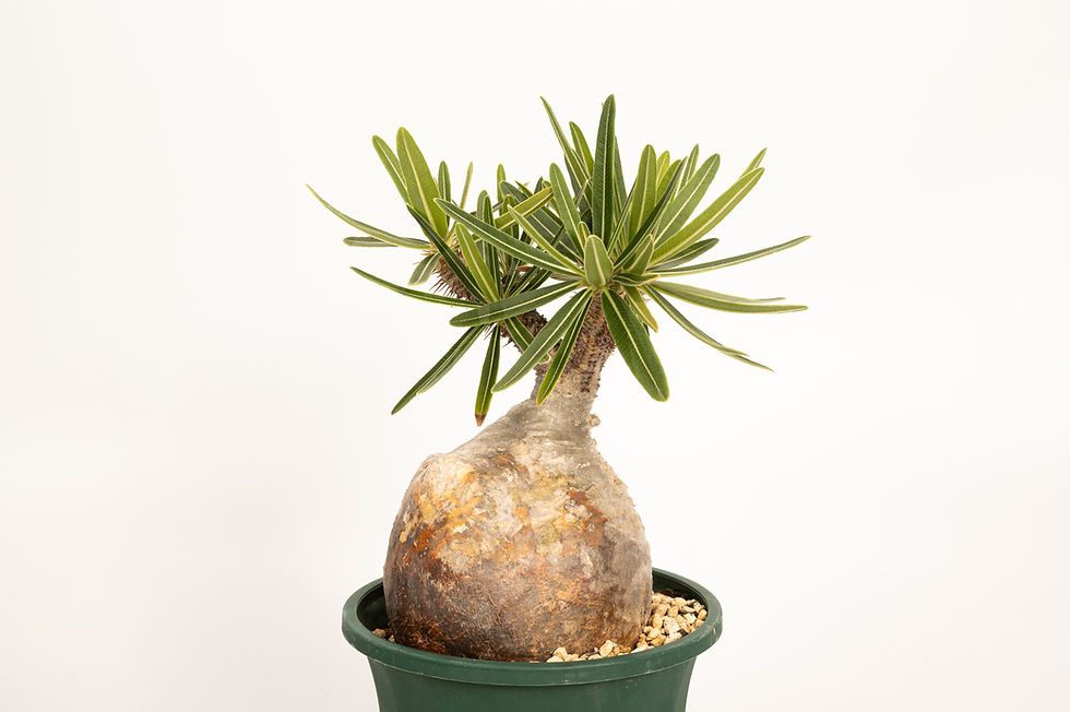 サムネイル： Pachypodium Gracilius パキポディウム グラキリス