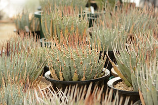 発根済 アガベ スーパーチタノタ 分厚く cactus green カクタスグリーン
