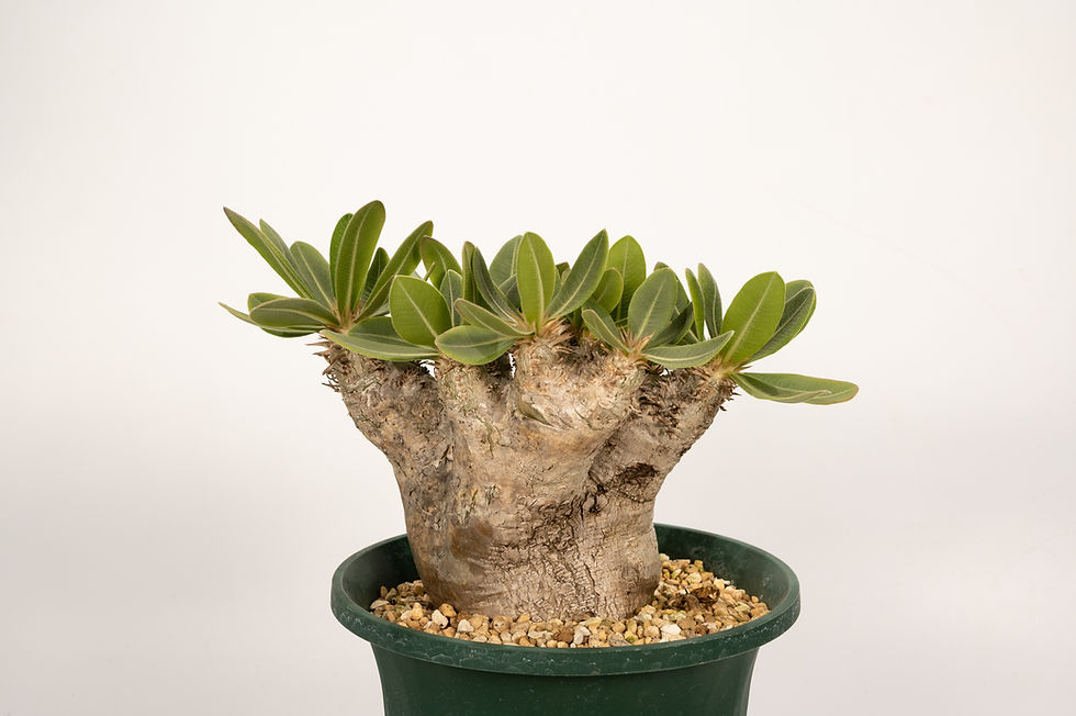 サムネイル： Pachypodium rosulatum var. eburneum　エブレネウム