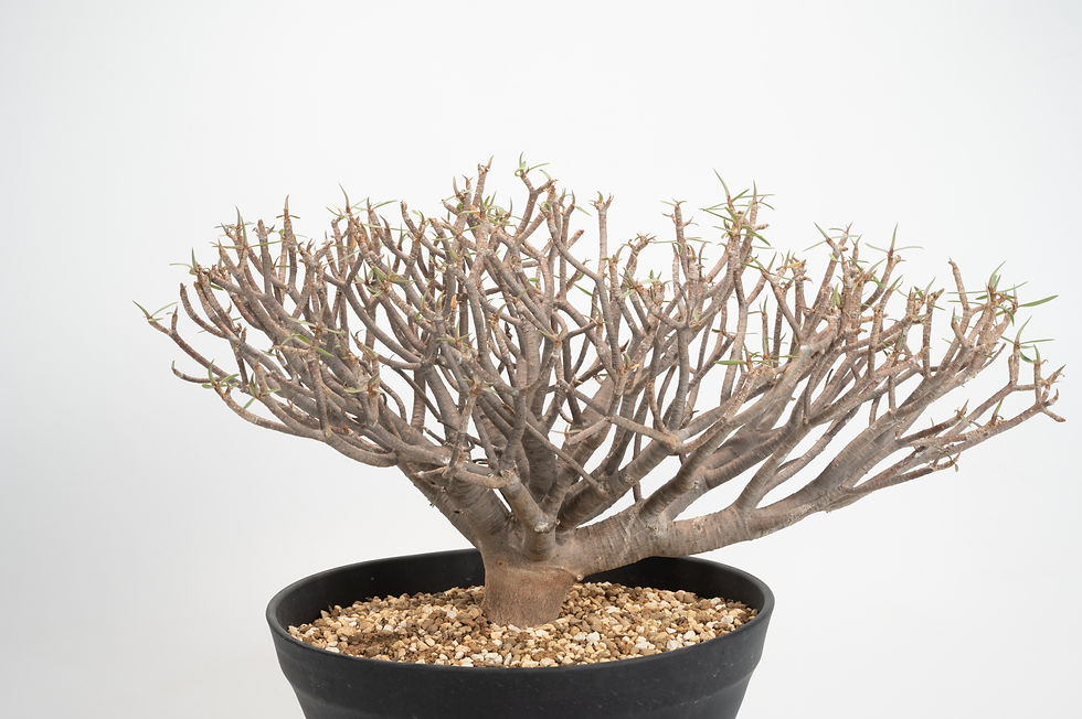 サムネイル： Euphorbia balsamifera　ユーフォルビア　バルサミフェラ