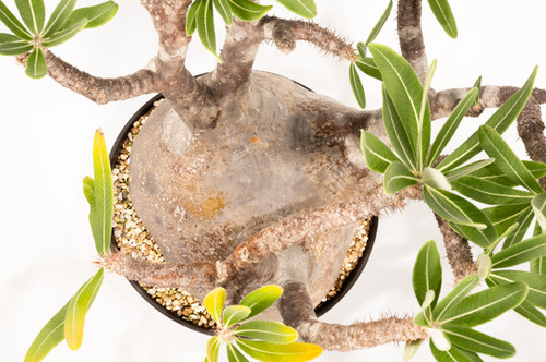 Pachypodium Gracilius パキポディウム グラキリス | Cactus Green