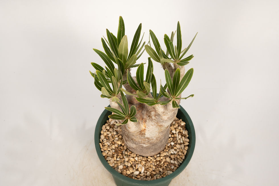 サムネイル： Pachypodium rosulatum var. inopinatum　イノピナツム