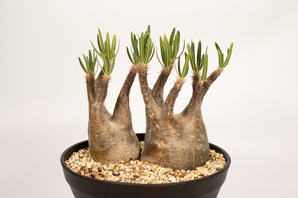 サムネイル： Pachypodium Gracilius パキポディウム グラキリス