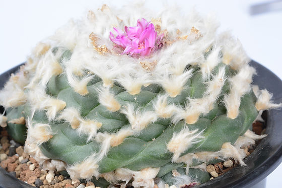 赤花烏羽玉 輸入赤花烏羽玉大球 | Cactus Green