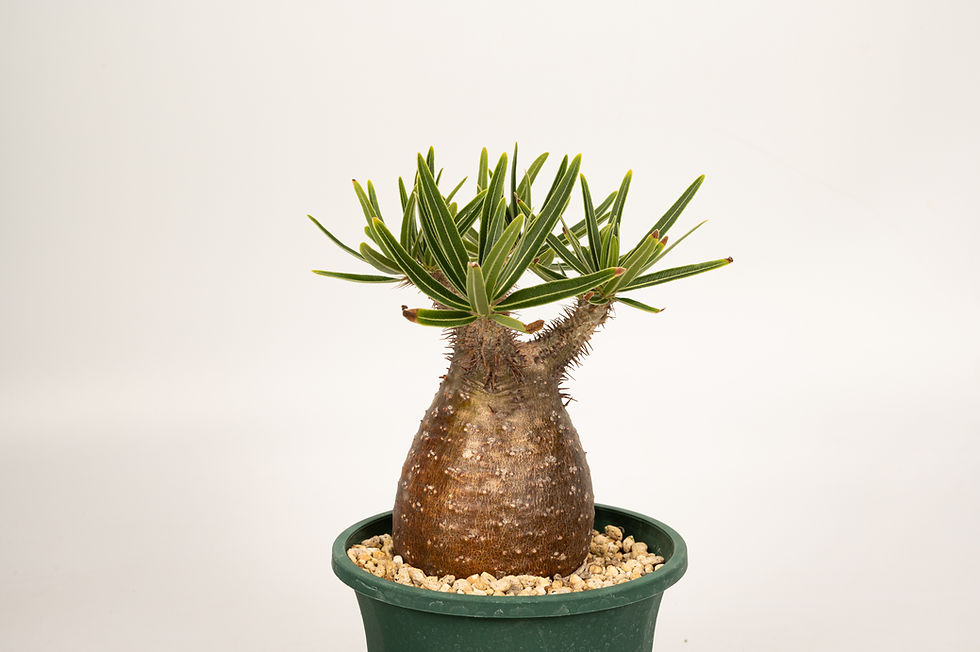 サムネイル： Pachypodium Gracilius パキポディウム グラキリス