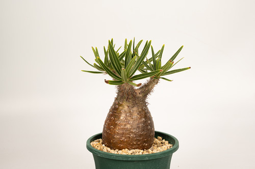 Pachypodium Gracilius パキポディウム グラキリス | Cactus Green