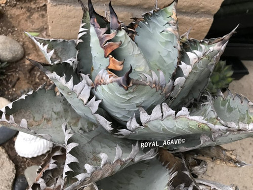 アガベ　チタノタ　ビースト　カクタスグリーン産　カット苗　微発根済み Agave titanota 