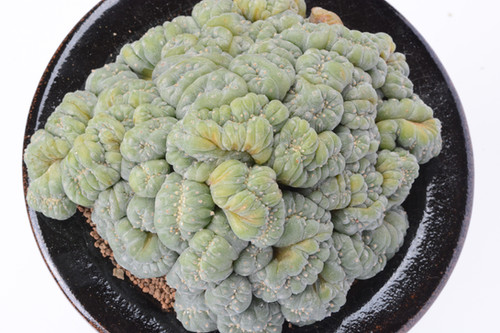 銀冠玉モンスト大球 | Cactus Green