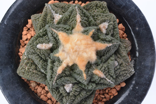 亀甲牡丹ゴジラ | Cactus Green