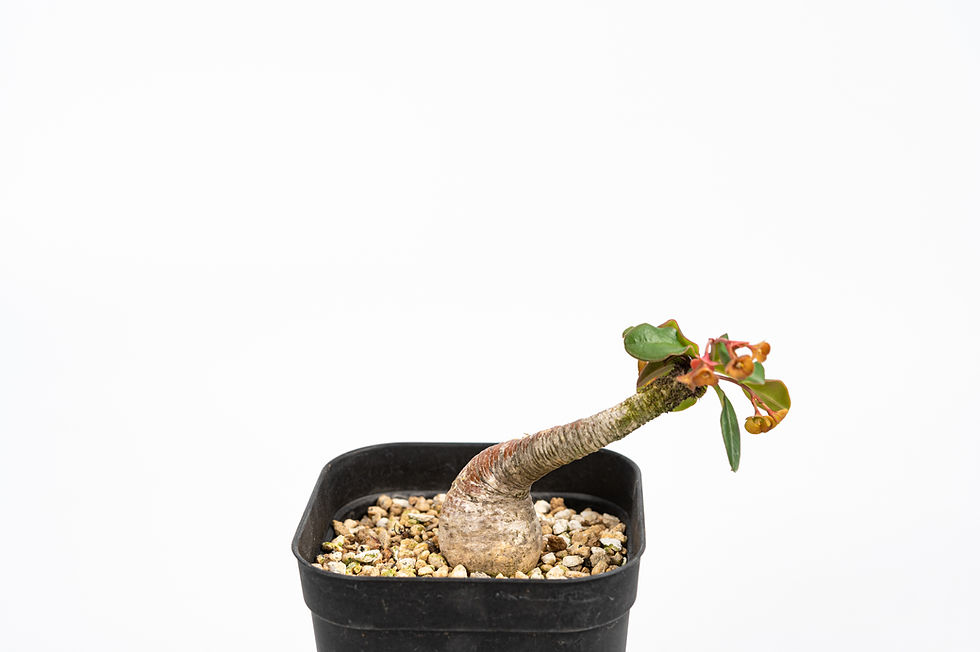 サムネイル： Euphorbia ramena　ユーフォルビア　ラメナ