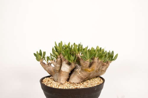 ブレビカリックス file.jpg