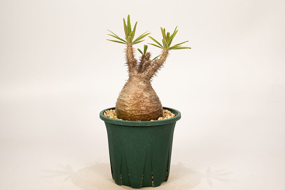 サムネイル： Pachypodium Gracilius パキポディウム グラキリス