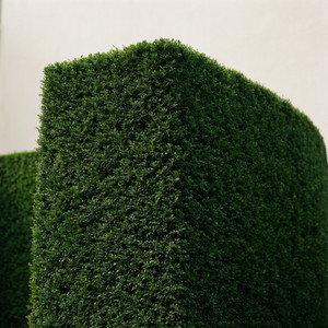 Hedge Trimming Excellence
